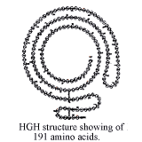 HGH Structure 2
